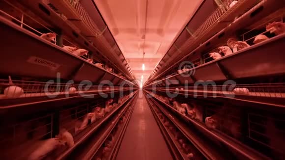 家禽养殖场鸡坐在笼子里吃混合饲料传送带上躺着母鸡鸡蛋鸡视频的预览图