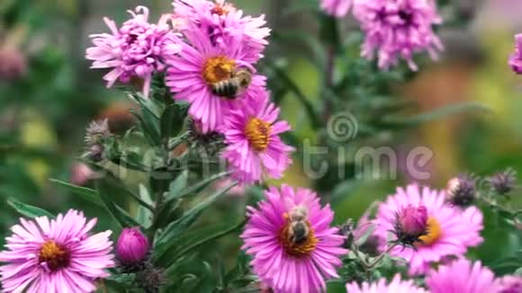 蜜蜂采集花蜜和花粉视频的预览图