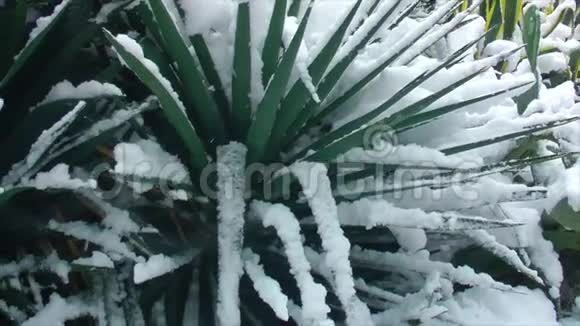 满是雪的棕榈树视频的预览图
