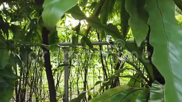 阳光透过花园里的金属栅栏视频的预览图