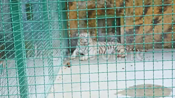 野生大白虎在大动物园笼子里休息视频的预览图