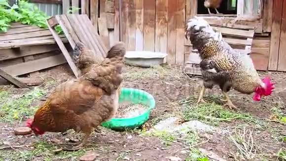 鸡母鸡和公鸡在一个小规模的家庭农场视频的预览图