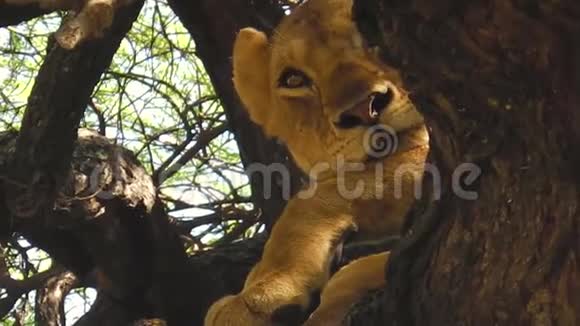 树上的小狮子视频的预览图