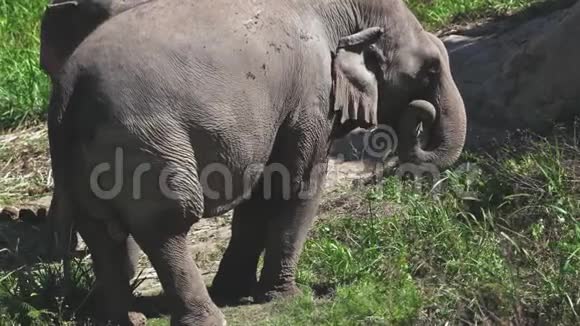 泰国丛林保护区大象群视频的预览图