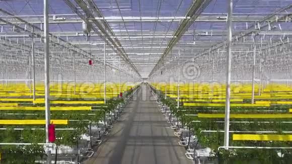 番茄植物的航拍镜头在一个大温室里生长在一个特殊的设备上视频的预览图