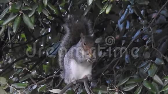 英国灰松鼠冬天吃橡子视频的预览图
