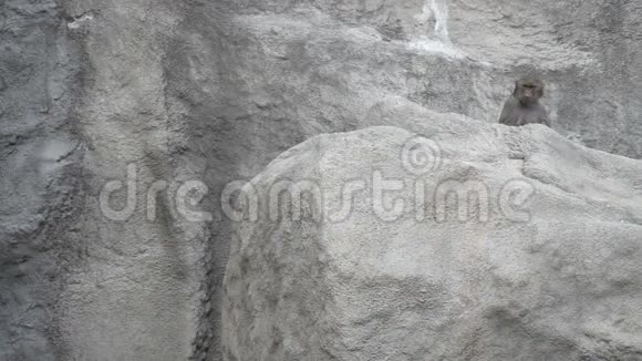 猴子坐在岩石上视频的预览图