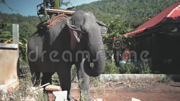 大象保护区巨大的动物有马王座视频的预览图