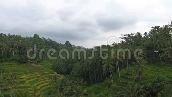 丛林棕榈树和山上稻田的空中镜头4k视频的预览图