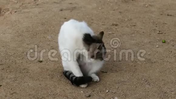 白猫村子里的街头猫视频的预览图