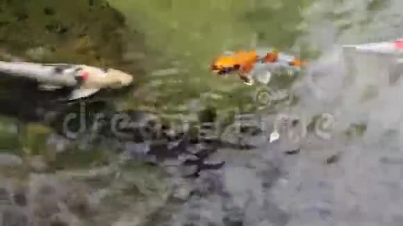 金鱼在狮子狗里游泳视频的预览图
