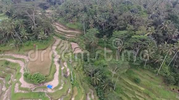 印度尼西亚绿色丛林山丘上稻田的空中镜头视频的预览图