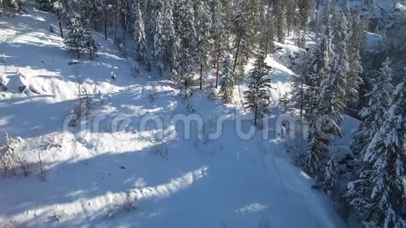 冬季森林的原始景观视频的预览图