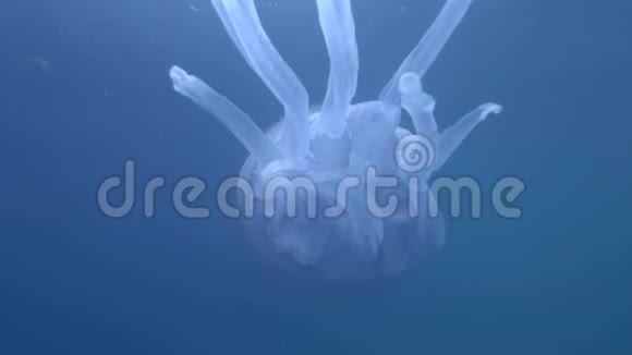 桶状水母根瘤在蓝水中游动水下射击特写视频的预览图