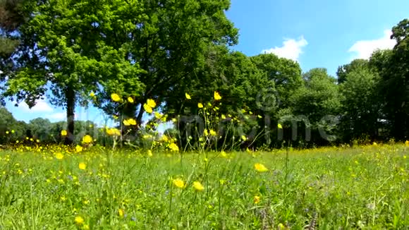 夏季乡间野地的野花视频的预览图