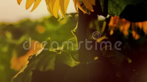 阳光背景下的葵花帽视频的预览图