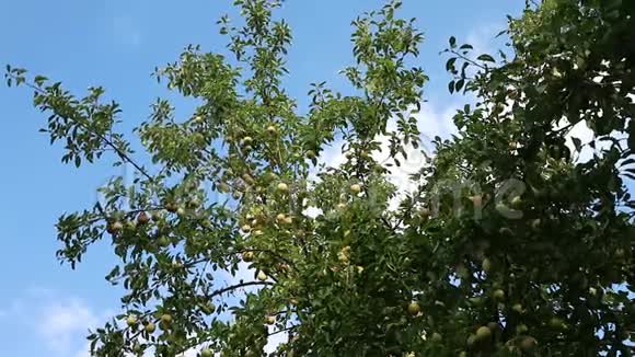 苹果树天空和温暖的微风视频的预览图