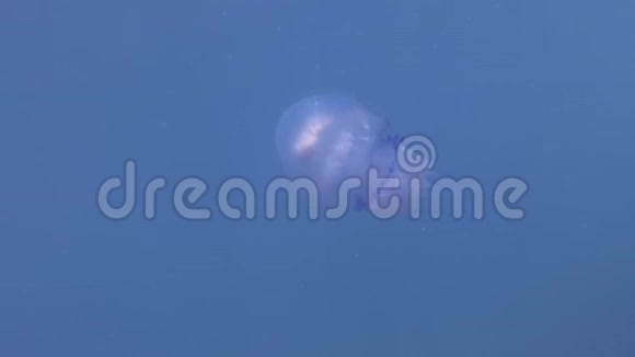 桶状海蜇在碧水中游泳水下射击特写视频的预览图