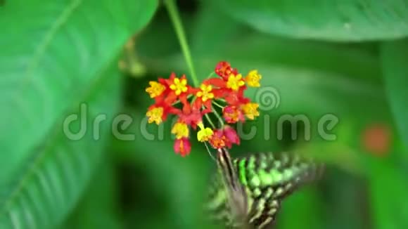绿绿和黑蝴蝶在绿叶上以红黄的花朵为食视频的预览图