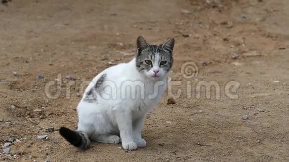 白猫村里的流浪猫视频的预览图