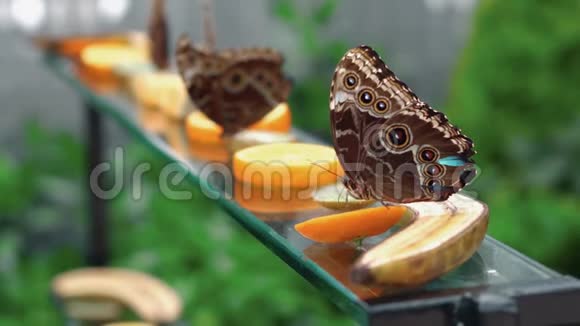 以两只蝴蝶叶片为背景以柑桔果实为食的蓝蝶视频的预览图