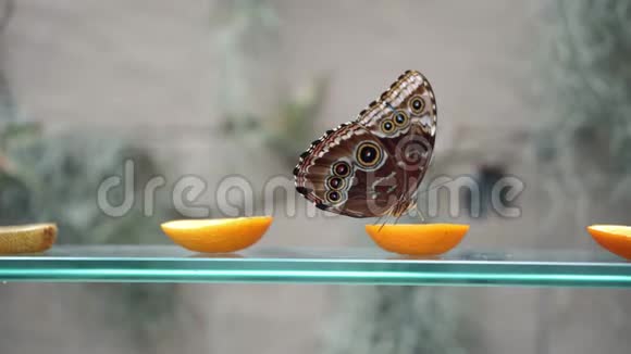 在飞行蝴蝶上剪下的柑橘果实上喝花蜜的蓝色大叶蝶的近景视频的预览图