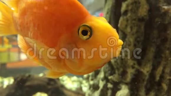 美丽的金鱼在透明的水族馆水中游泳视频的预览图