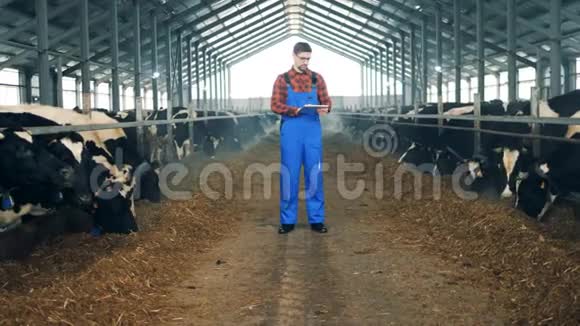 奶牛在男工的监督下进食视频的预览图