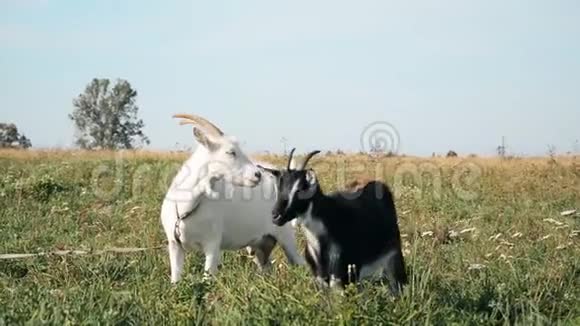 牧场上的农场动物草地上的两只山羊视频的预览图