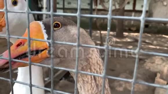 一只灰色的笼中鹅的头橙色的喙靠近家禽农场的金属栅栏后生产肉类视频的预览图
