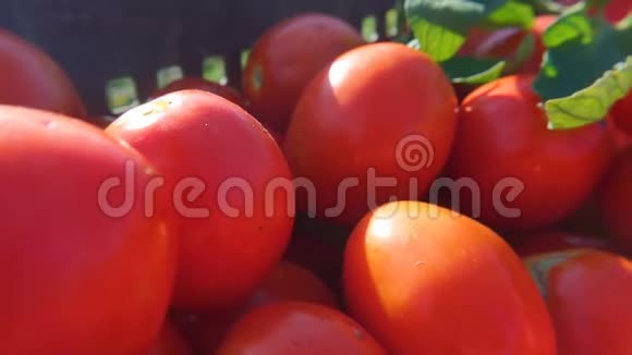 在食品店的盒子里放着新鲜成熟的番茄健康的饮食视频的预览图
