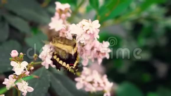 黑色和黄色的巨燕尾凤蝶蝶用粉红色的花蜜和翼视频的预览图