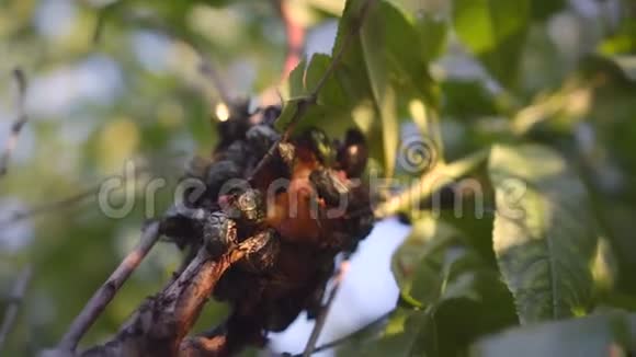 一大群甲虫和黄蜂在树上吃桃子Cuprea视频的预览图