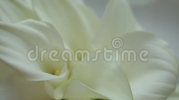 婚礼装饰品白色百合花花束放在桌子上视频的预览图