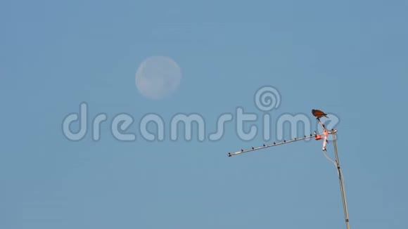 电视天线上的鸽子羽毛是干净的早晨天空中有一轮满月视频的预览图