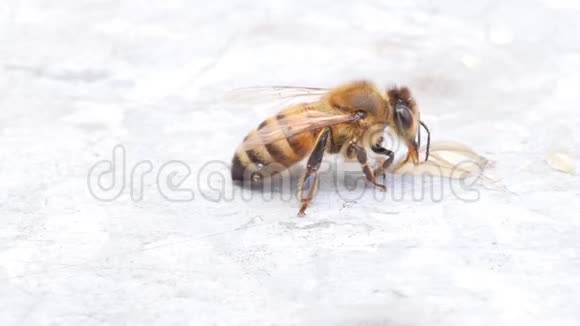 蜜蜂用牛鼻子收集蜂蜜视频的预览图