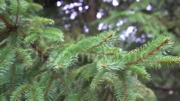 夏天多汁的云杉绿色树枝在风中摇曳视频的预览图