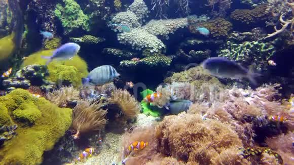小小丑鱼和其他在珊瑚礁附近视频的预览图