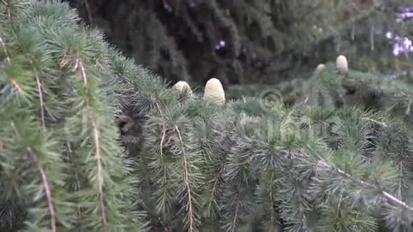 森林中针叶树树枝上带树脂的松果幼树视频的预览图