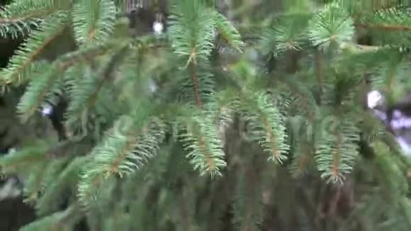 夏天多汁的云杉绿色树枝在风中摇曳视频的预览图