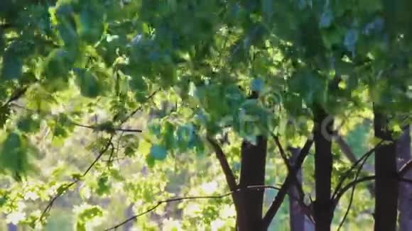 日落时分林登树的树冠树叶在风中搅动视频的预览图