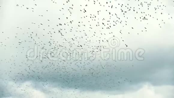 一大群鸟在村庄上空飞翔视频的预览图