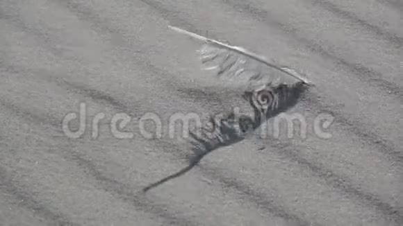 鸟海鸥孤独的羽毛在沙滩上沙沙作响沙沙作响视频的预览图