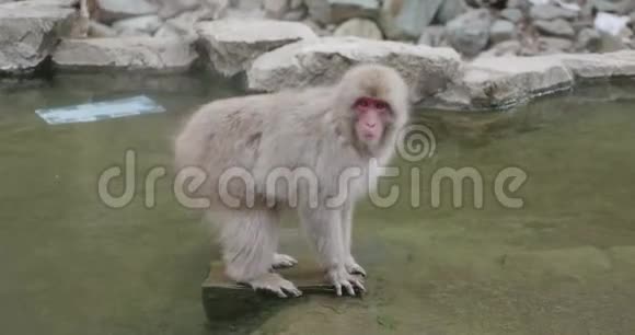 雪猴坐在温泉的中间翁森环顾四周然后跳过水面到边缘视频的预览图