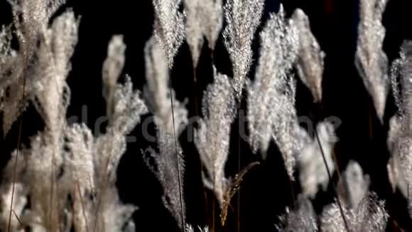 白色蓬松的羽毛草在风中摇曳在黑色的背景上秋天的花园在夕阳下高高的视频的预览图