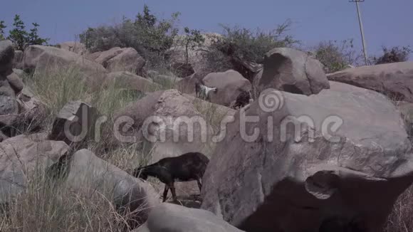 河附近的一群山羊视频的预览图