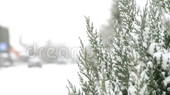 路边的松树覆盖着雪视频的预览图