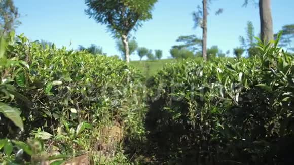 蓝天下的种植园茶丛之间的缓慢运动视频的预览图