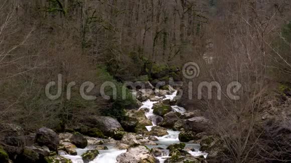 山河上长满了绿苔阿布哈兹的冬季森林视频的预览图