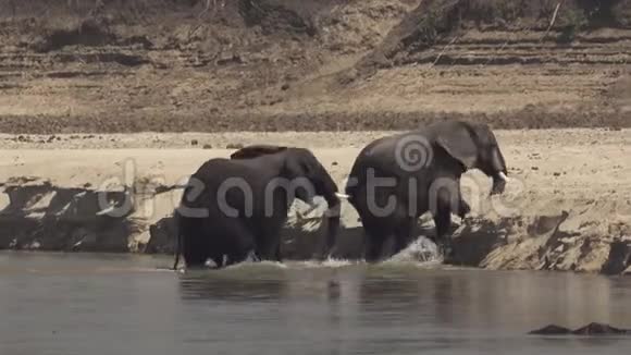 雄象在河岸上搏斗视频的预览图